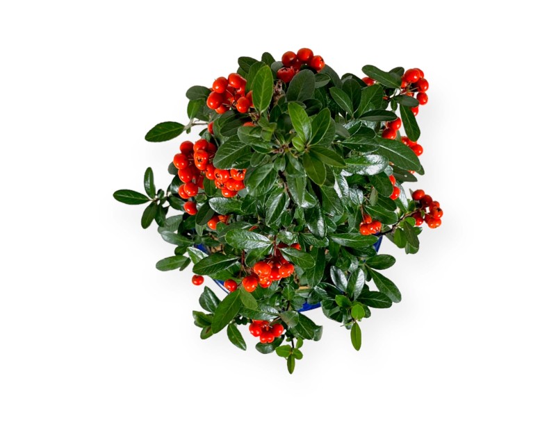 Feuerdorn – 44 cm