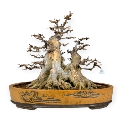Acer buergerianum - érable - 67 cm