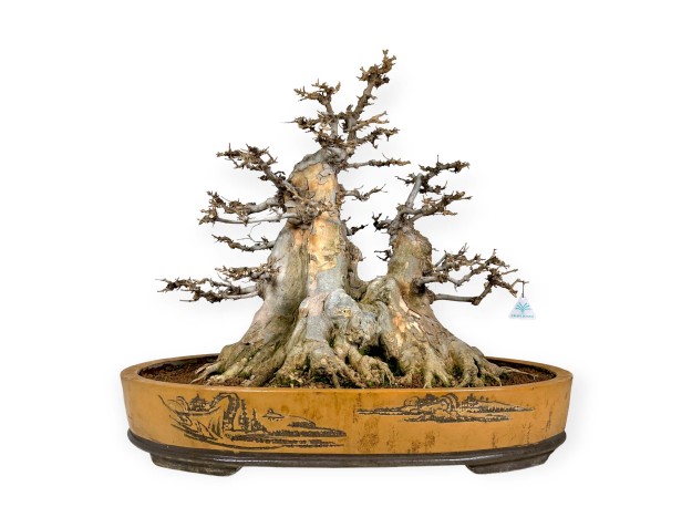 Acer buergerianum - maple - 67 cm