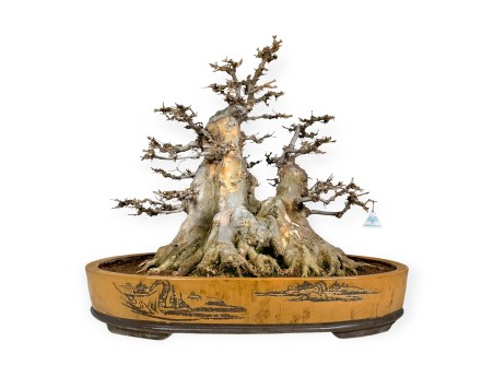 Acer buergerianum - 67 cm