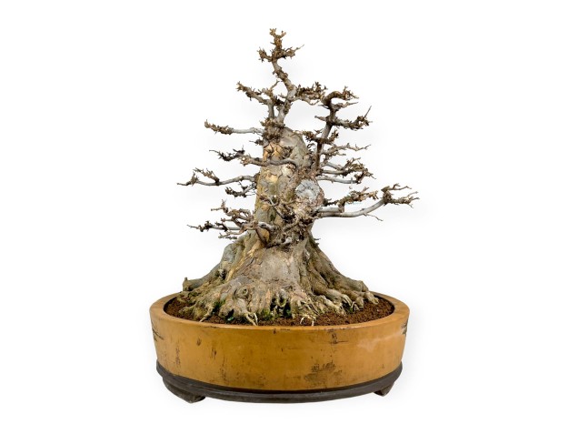 Acer buergerianum - 67 cm 2