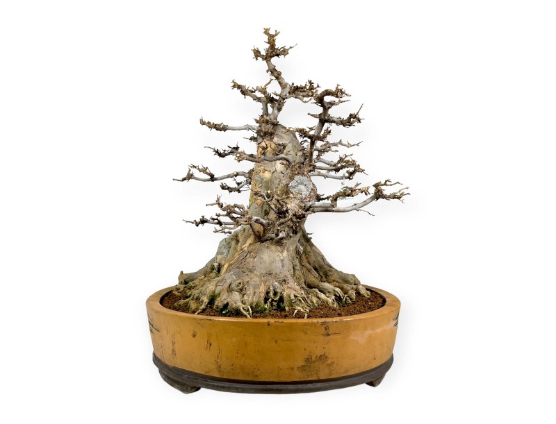 Acer buergerianum - érable - 67 cm