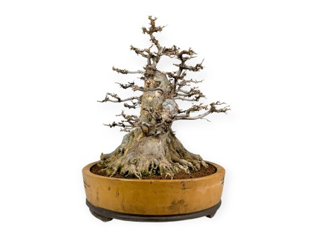 Acer buergerianum - érable - 67 cm