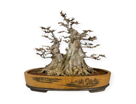 Acer buergerianum - maple - 67 cm