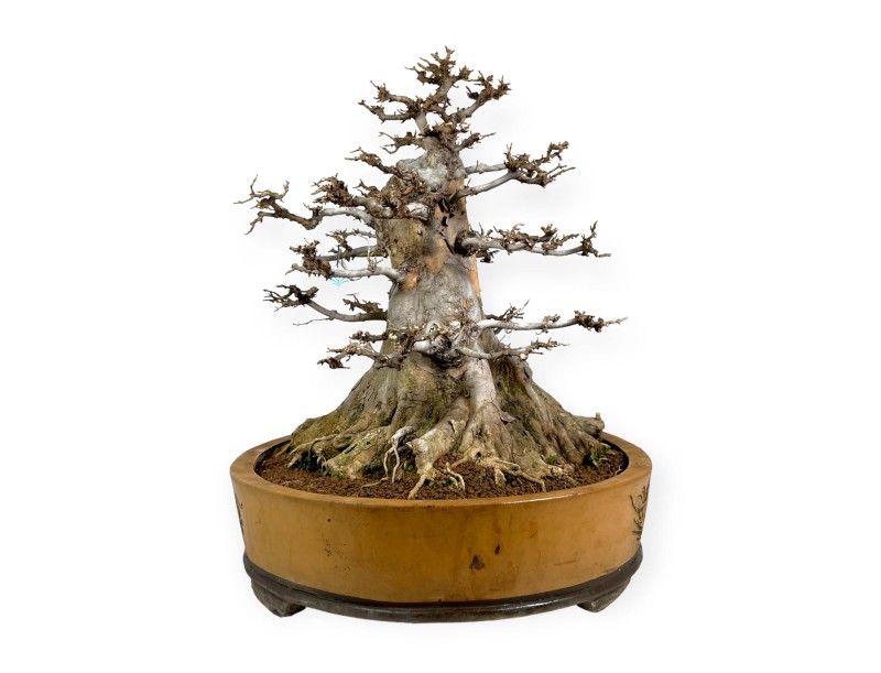 Acer buergerianum - 67 cm