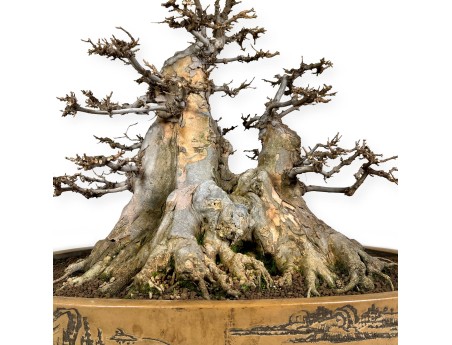 Acer buergerianum - érable - 67 cm