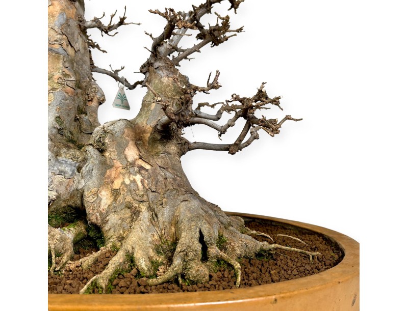 Acer buergerianum - érable - 67 cm