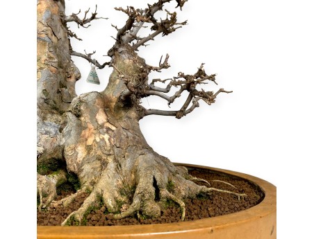 Acer buergerianum - érable - 67 cm