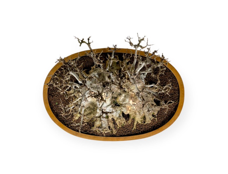 Acer buergerianum - érable - 67 cm