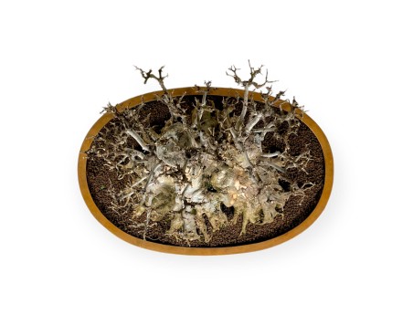 Acer buergerianum - 67 cm