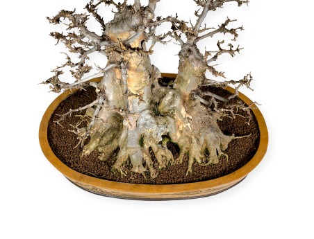 Acer buergerianum - 67 cm