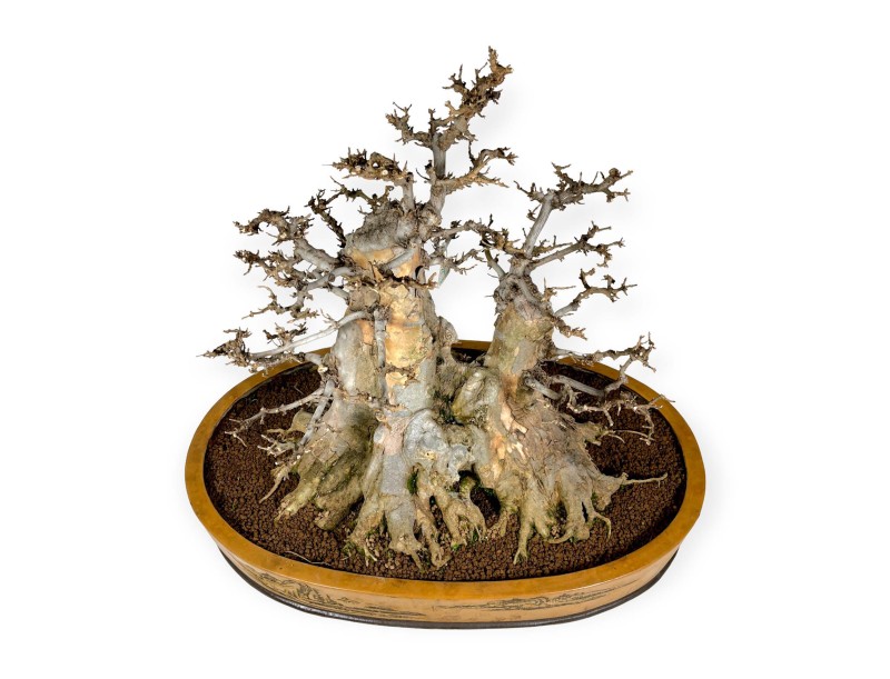 Acer buergerianum - 67 cm