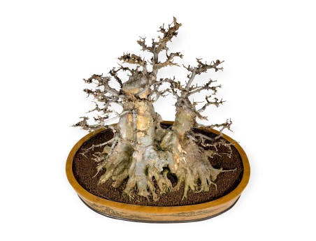 Acer buergerianum - maple - 67 cm