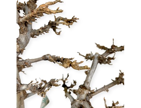 Acer buergerianum - érable - 67 cm