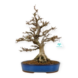 Acer buergerianum - maple - 43 cm