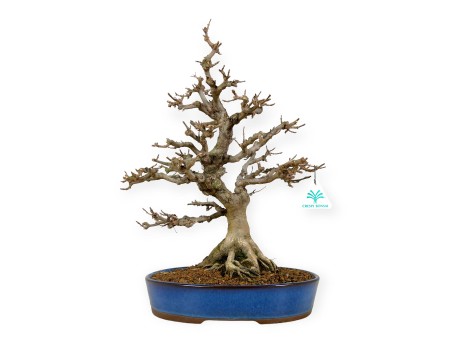 Acer buergerianum - 43 cm