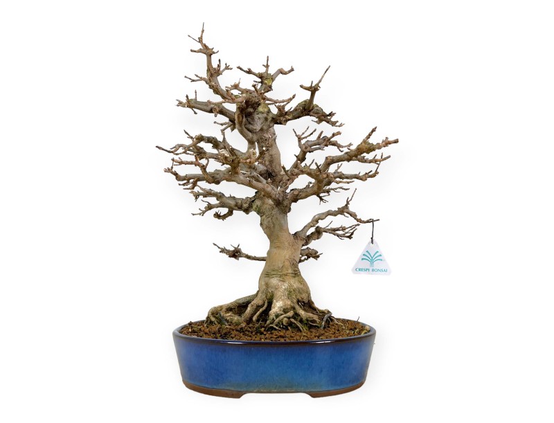 Acer buergerianum - Acero - 43 cm