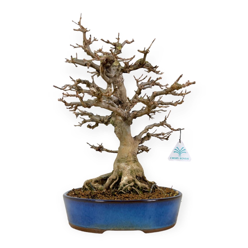 Acer buergerianum - érable - 43 cm