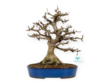 Acer buergerianum - Acero - 43 cm