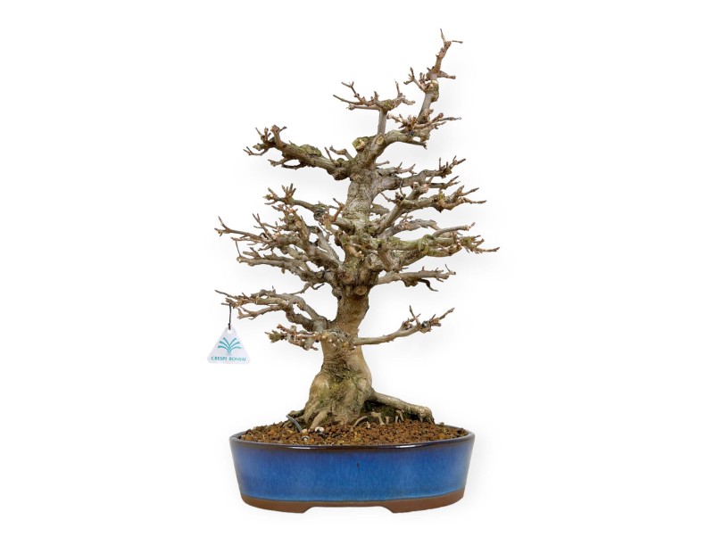 Acer buergerianum - maple - 43 cm