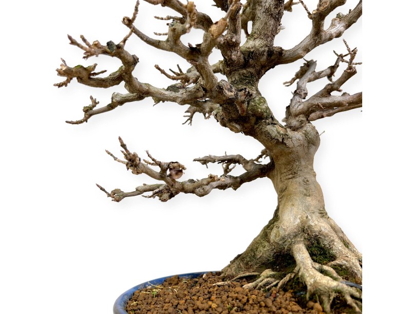 Acer buergerianum - Acero - 43 cm