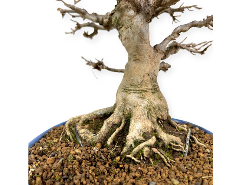 Acer buergerianum - Acero - 43 cm