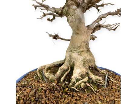 Acer buergerianum - érable - 43 cm