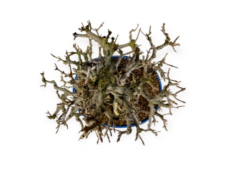 Acer buergerianum - 43 cm