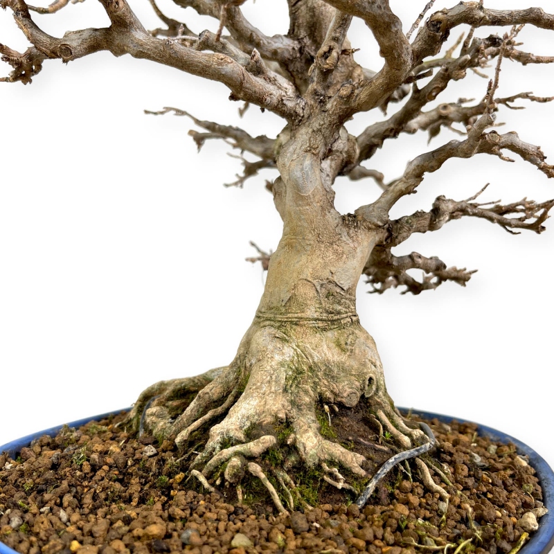 Acer buergerianum - érable - 43 cm
