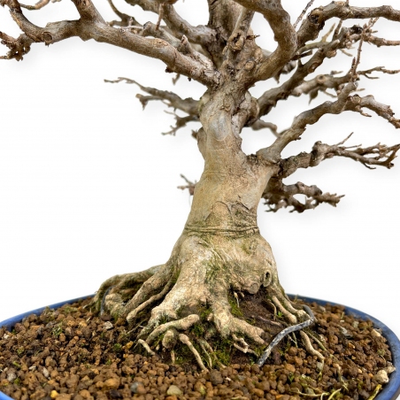 Acer buergerianum - érable - 43 cm