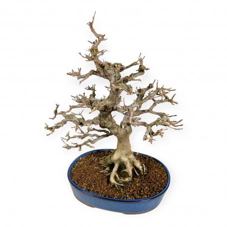 Acer buergerianum - érable - 43 cm