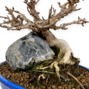 Acer buergerianum - érable - 23 cm