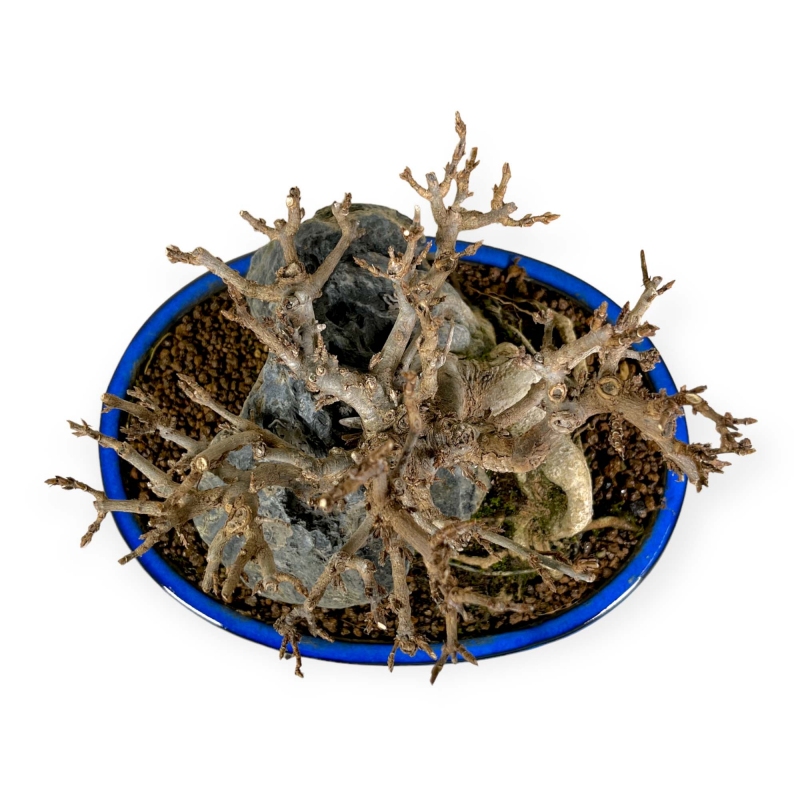 Acer buergerianum - Acero - 23 cm