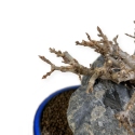 Acer buergerianum - maple - 23 cm