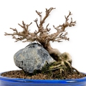 Acer buergerianum - maple - 23 cm