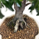 Diospyros kaki Rhombifolia - Cachi - 52 cm
