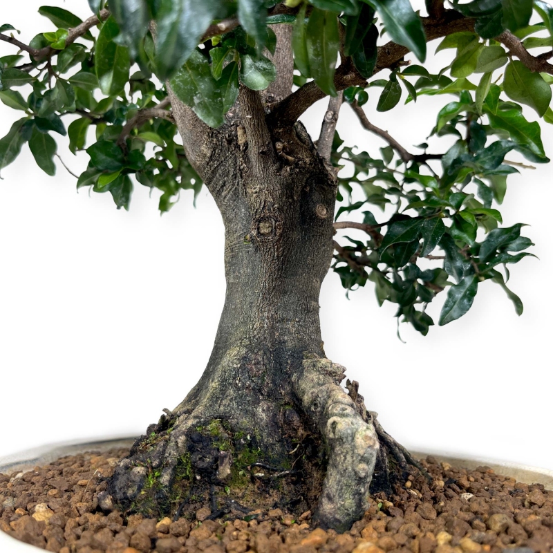 Diospyros kaki Rhombifolia - Figuier caque - 52 cm