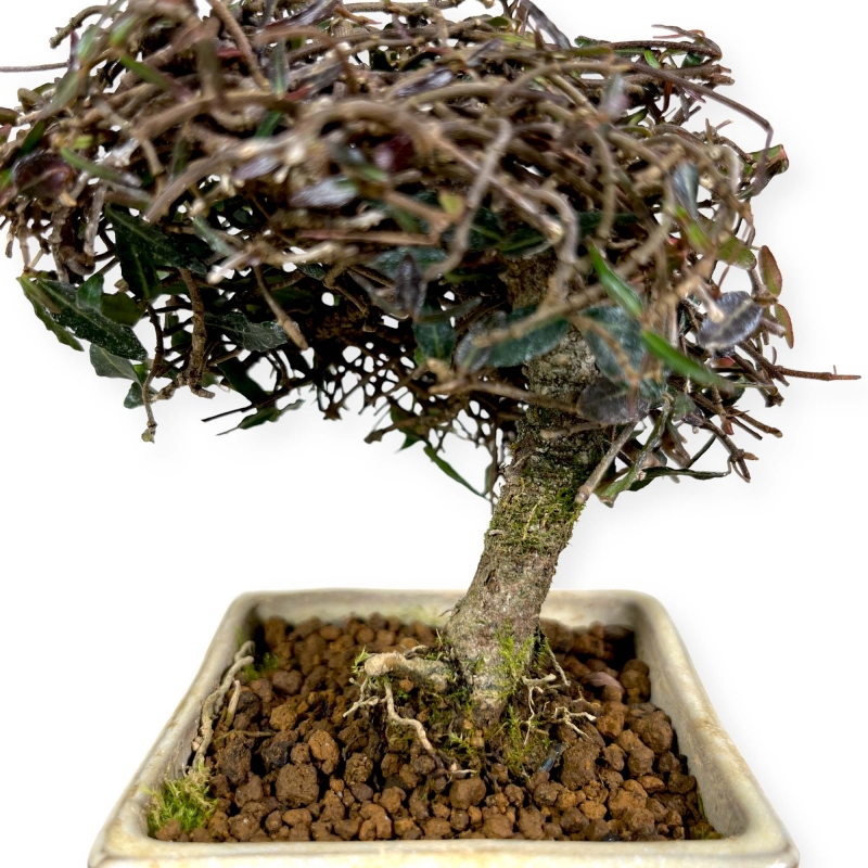 Trachelospermum asiaticum - 14 cm