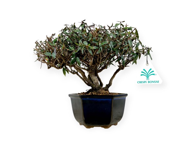 Trachelospermum asiaticum - 21 cm 2