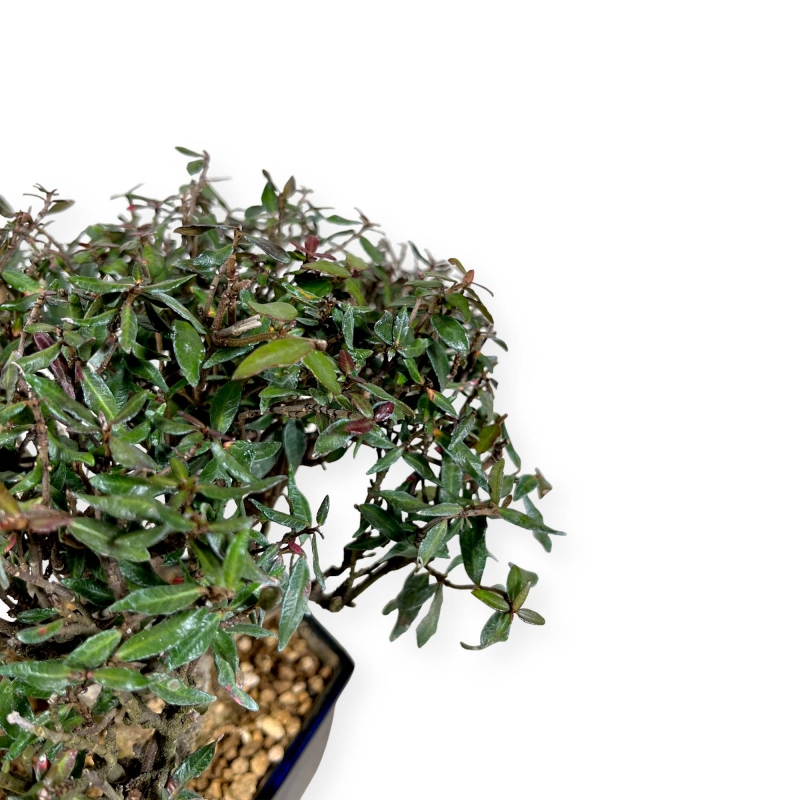 Trachelospermum asiaticum - 21 cm