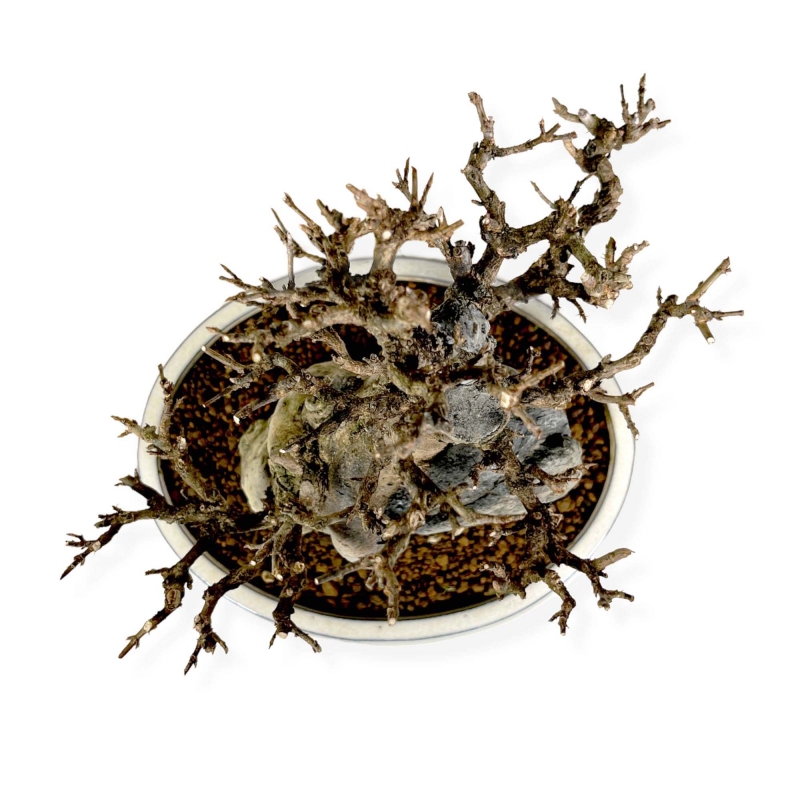 Acer buergerianum - érable - 33 cm