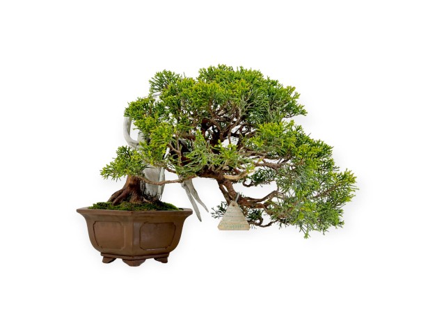 Juniperus chinensis - Wacholder - 29 cm