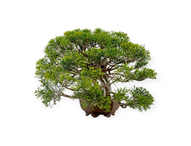 Juniperus chinensis - Genévrier - 29 cm 2