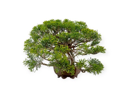 Juniperus chinensis - Genévrier - 29 cm