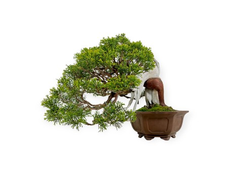 Juniperus chinensis - Juniper - 29 cm