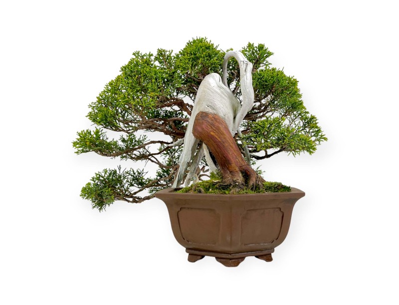 Juniperus chinensis - Wacholder - 29 cm