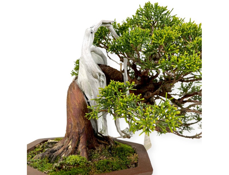 Juniperus chinensis - Enebro - 29 cm