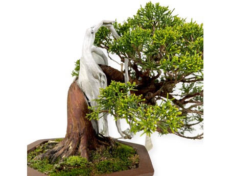 Juniperus chinensis - Enebro - 29 cm