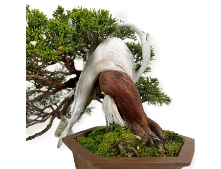 Juniperus chinensis - Genévrier - 29 cm