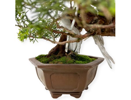 Juniperus chinensis - Jeneverbes - 29 cm